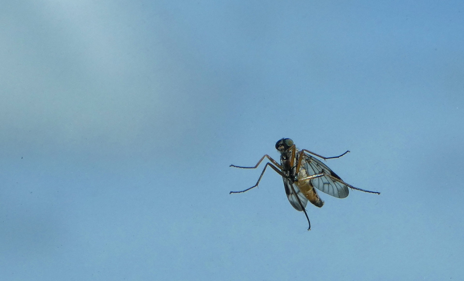 Die Fenstermücke 'Anisopodidae' ... (2)