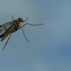 Die Fenstermücke 'Anisopodidae'...