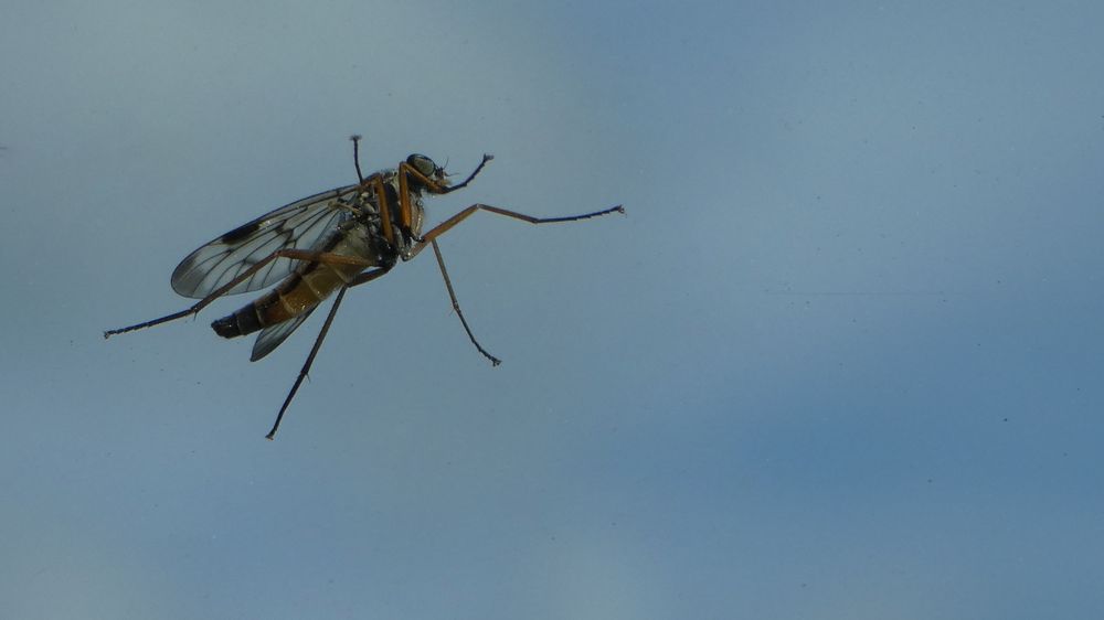 Die Fenstermücke 'Anisopodidae'...