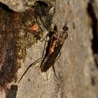 Die Fenstermücke Sylvicola costata (Fam. Anisopodidae) dient als Milbentaxi, ...