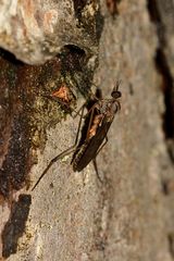 Die Fenstermücke Sylvicola costata (Fam. Anisopodidae) dient als Milbentaxi, ...