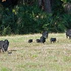 Die Feral Pigs...