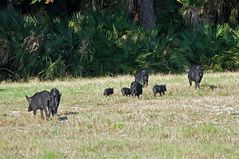 Die Feral Pigs...