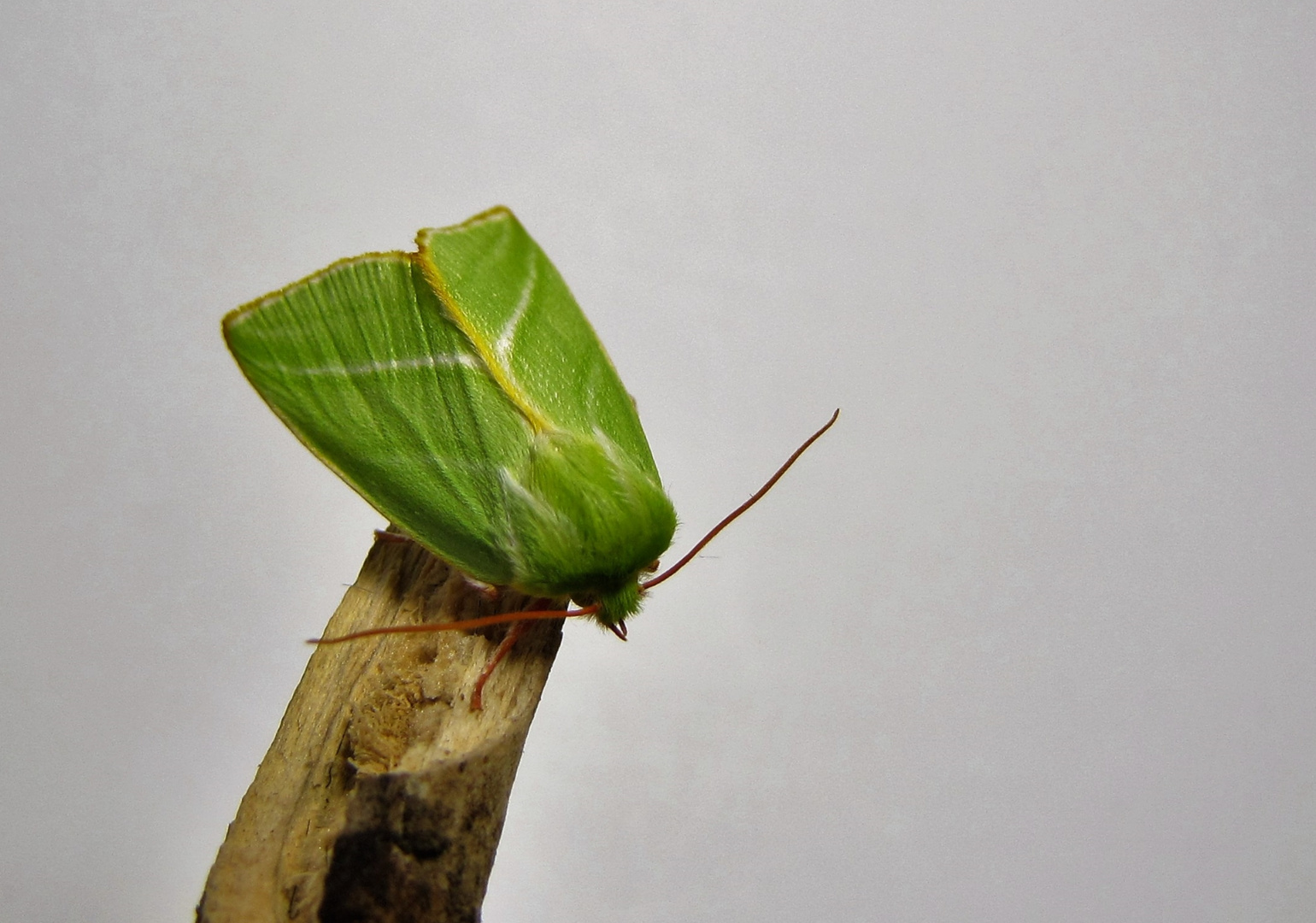 Die fertige Buchen Kahneule