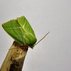 Die fertige Buchen Kahneule