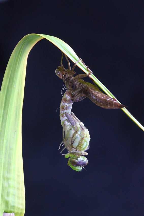 Die fertige Libelle...