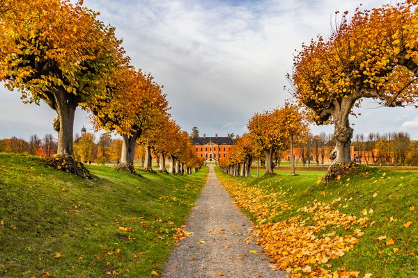  Die Feston-Allee vor Schloss Bothmer im Herbst