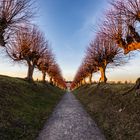 Die Festonallee des Schlosses Bothmer in Klütz