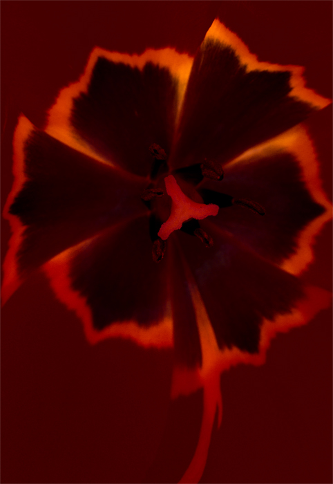 Die Feuerblume