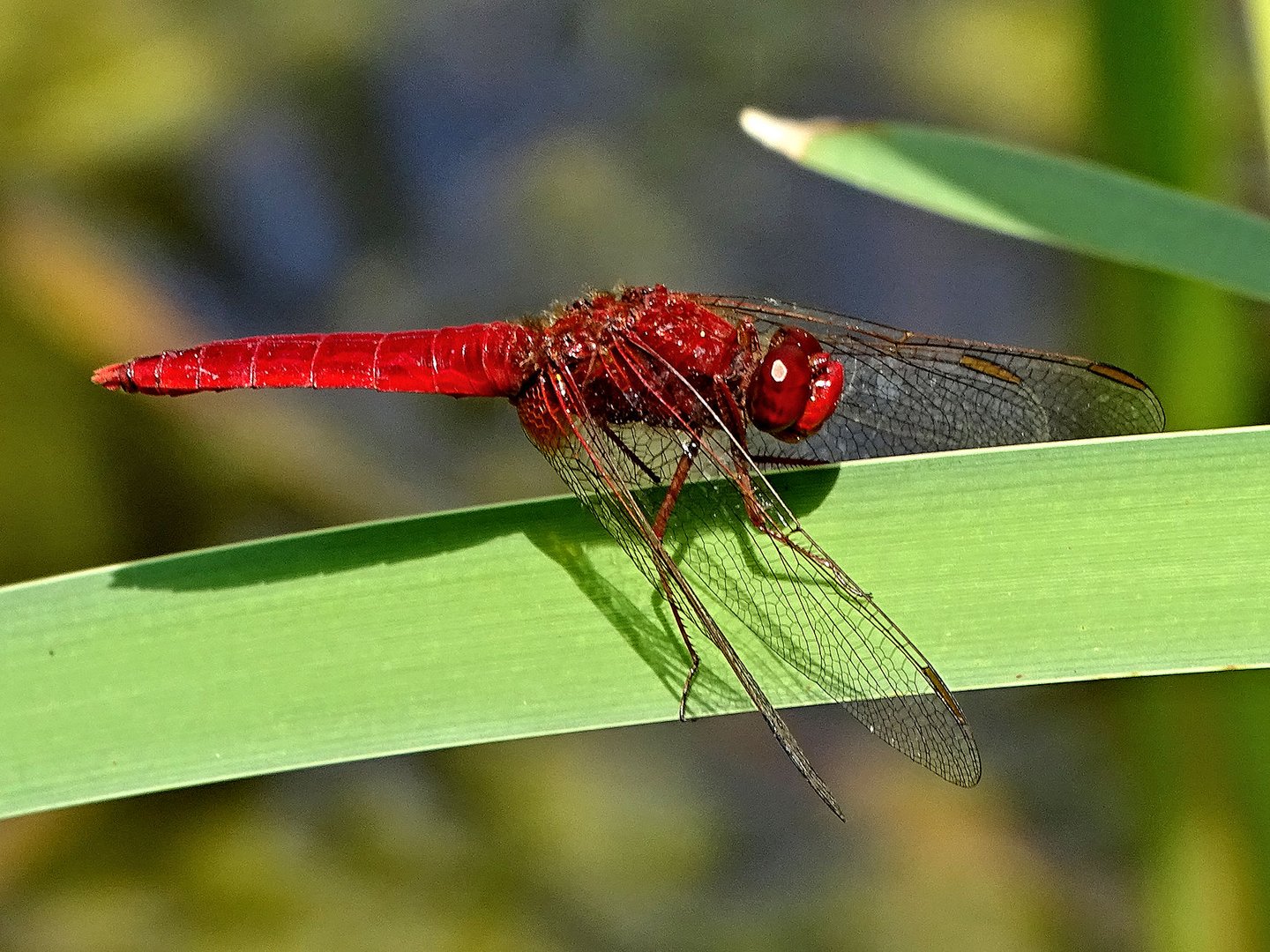 Die Feuerlibelle