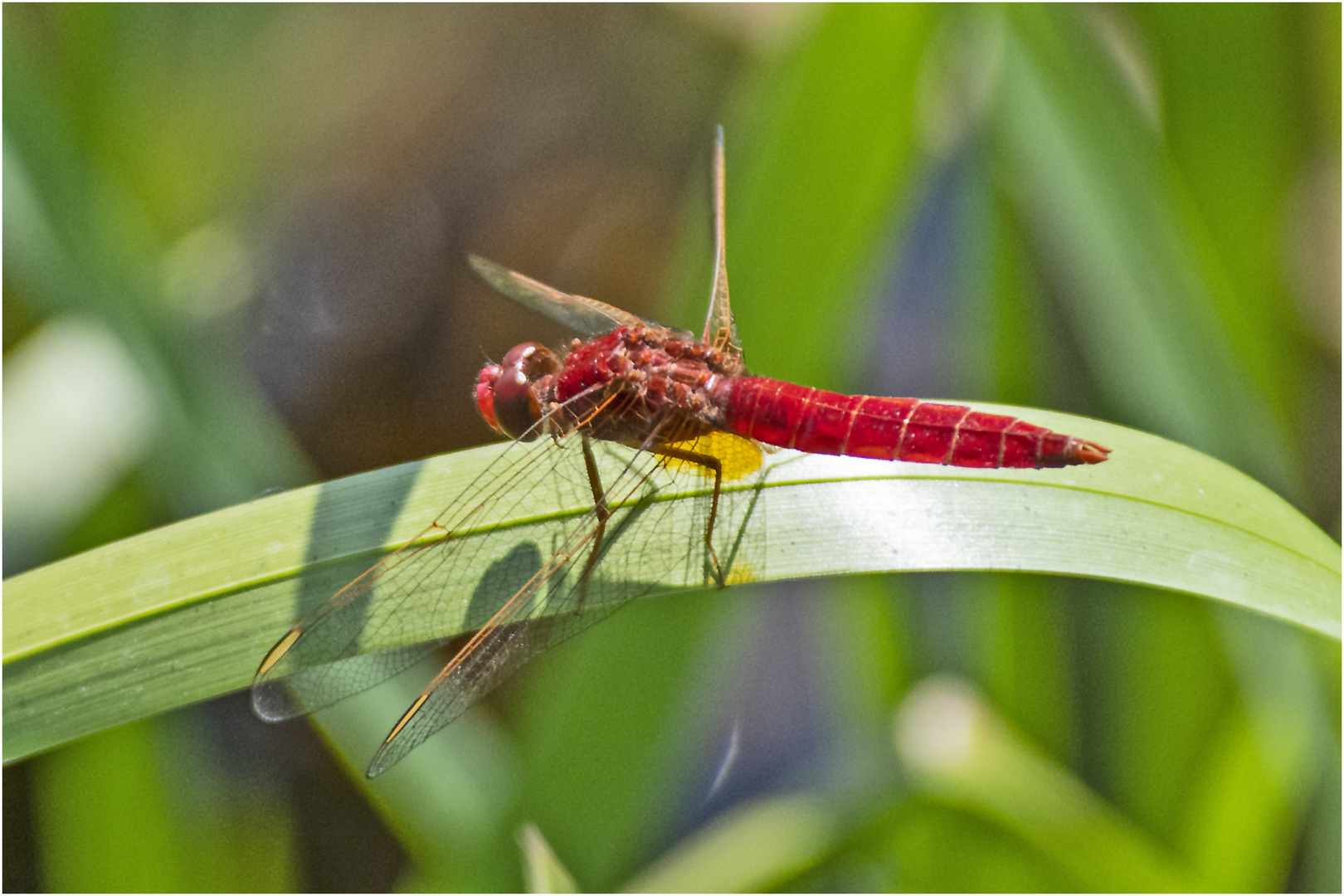 Die Feuerlibelle (Crocothemis erythraea) . . .