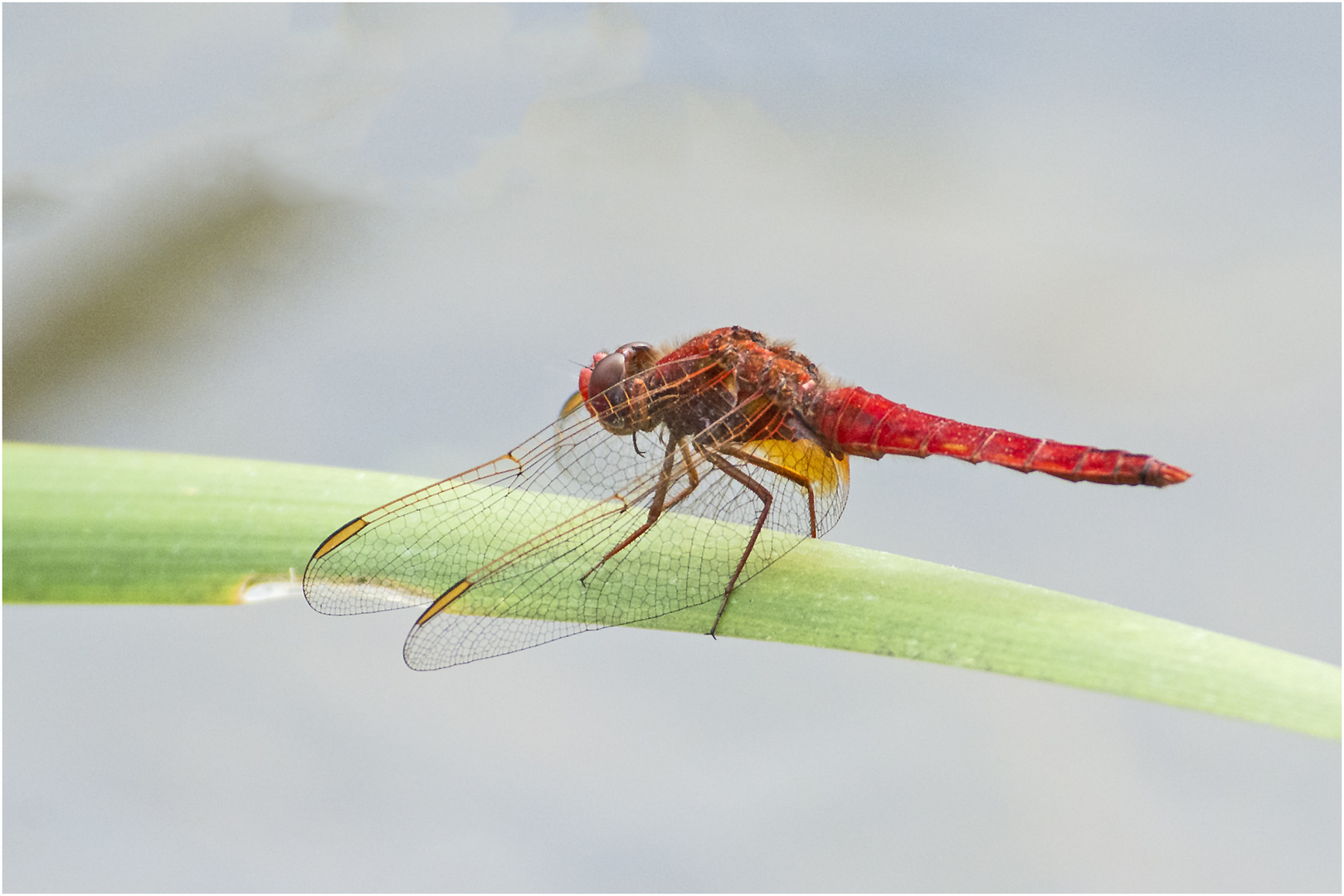 Die Feuerlibelle (Crocothemis erythraea) . . .