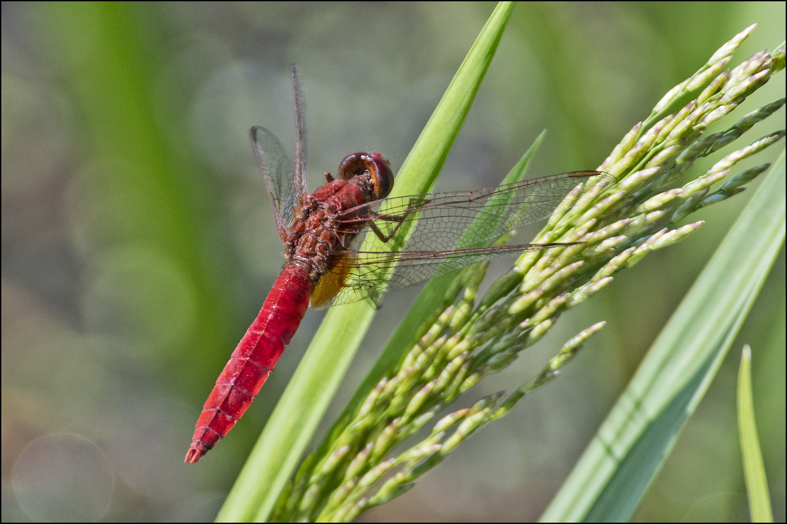 Die Feuerlibelle (Crocothemis erythraea) ist . . .