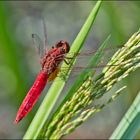 Die Feuerlibelle (Crocothemis erythraea) ist . . .