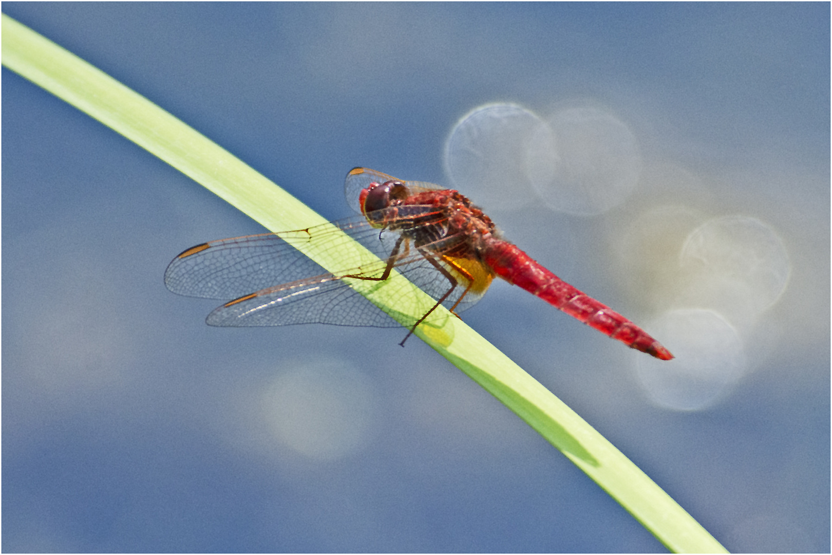 Die Feuerlibelle (Crocothemis erythraea) landete . . .