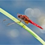 Die Feuerlibelle (Crocothemis erythraea) landete . . .