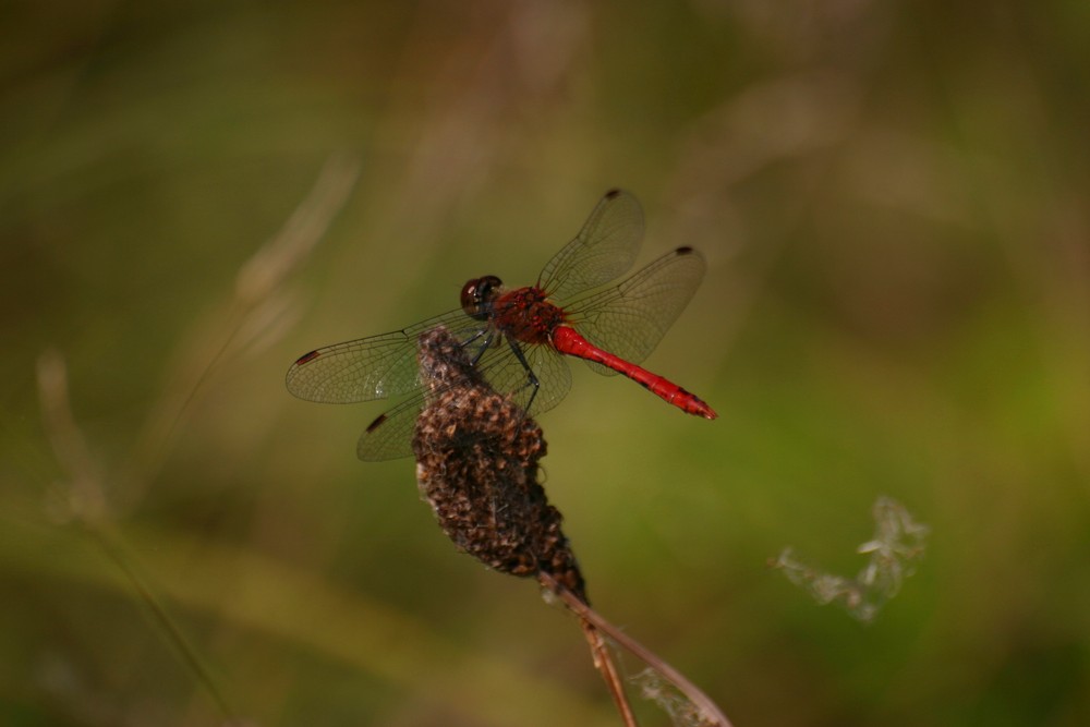 Die Feuerlibelle