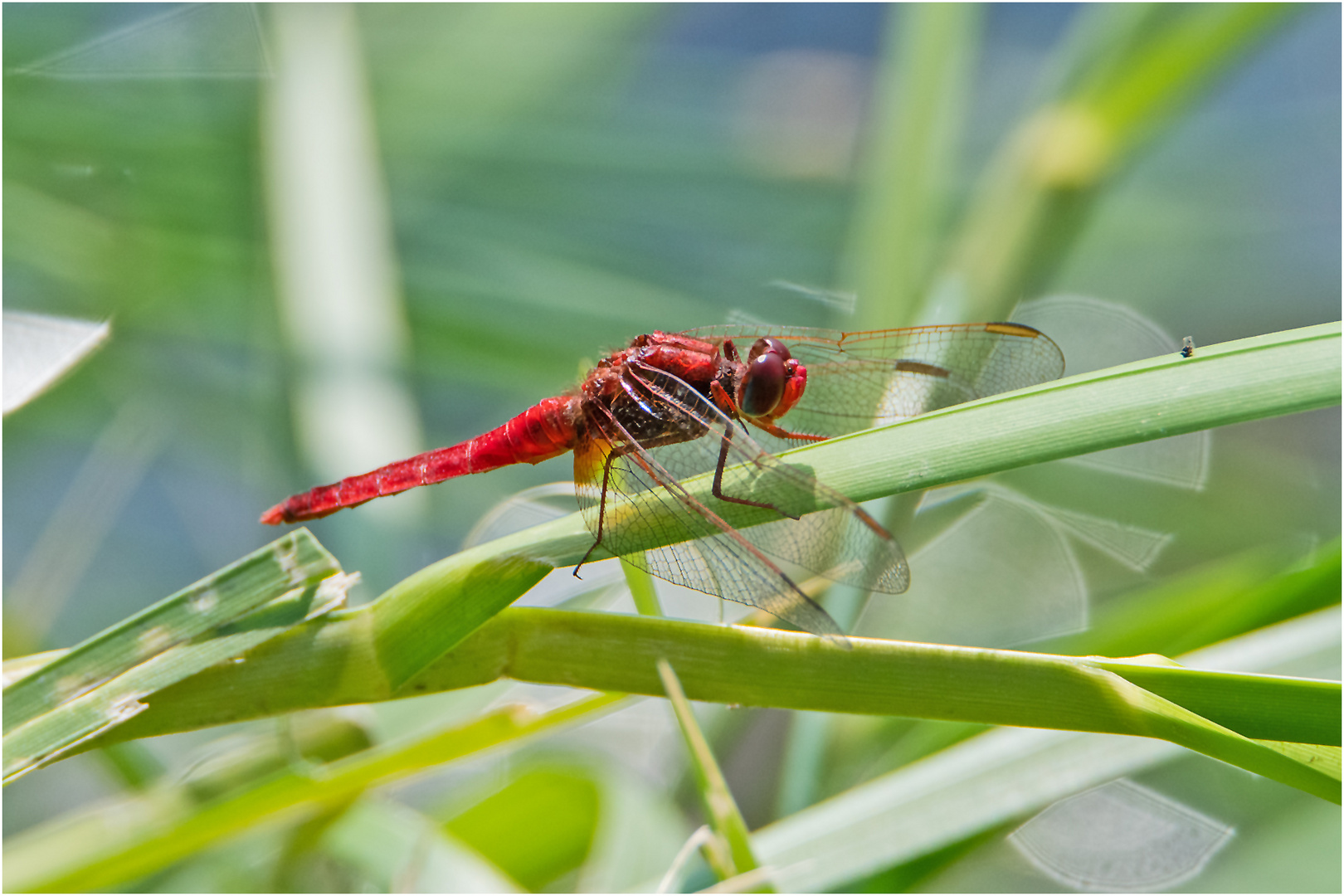 Die Feuerlibelle hatte sich . . . 