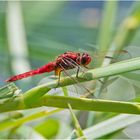 Die Feuerlibelle hatte sich . . . 