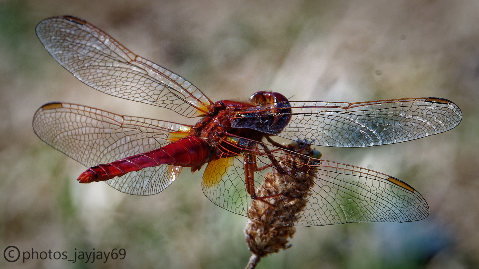 Die Feuerlibelle/The Fire Dragonfly