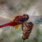 Die Feuerlibelle/The Fire Dragonfly