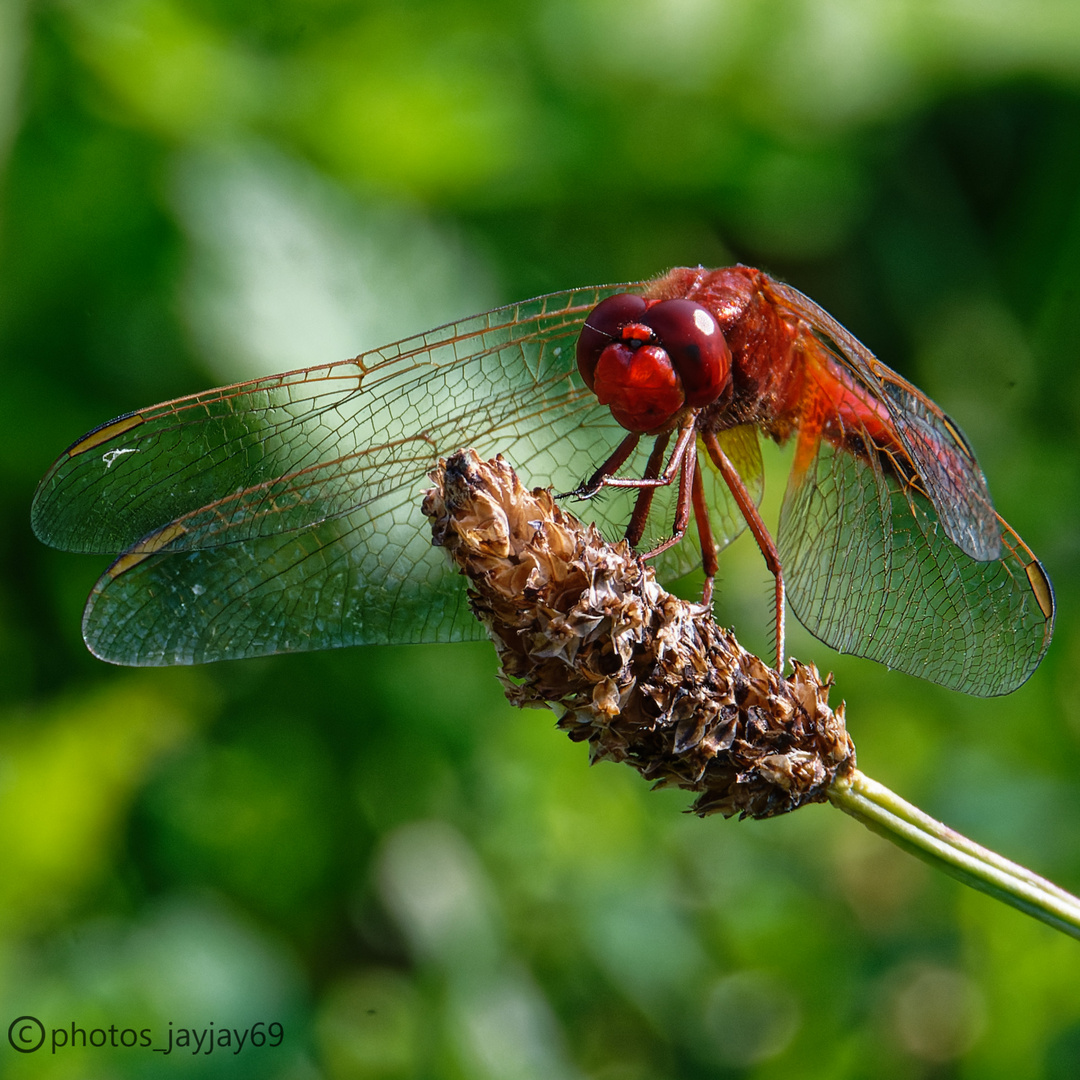 Die Feuerlibelle/The Fire Dragonfly