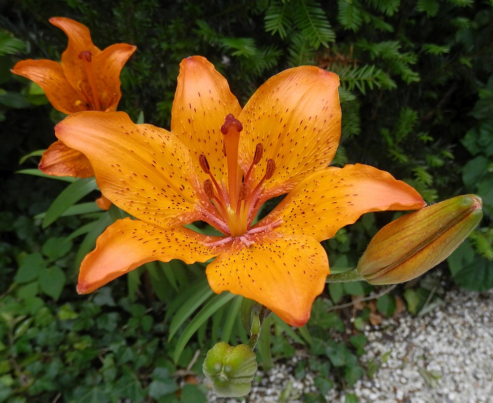 Die Feuerlilie - Eine Farbpracht in jedem Garten