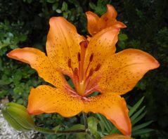 Die Feuerlilie - Eine Farbpracht in jedem Garten