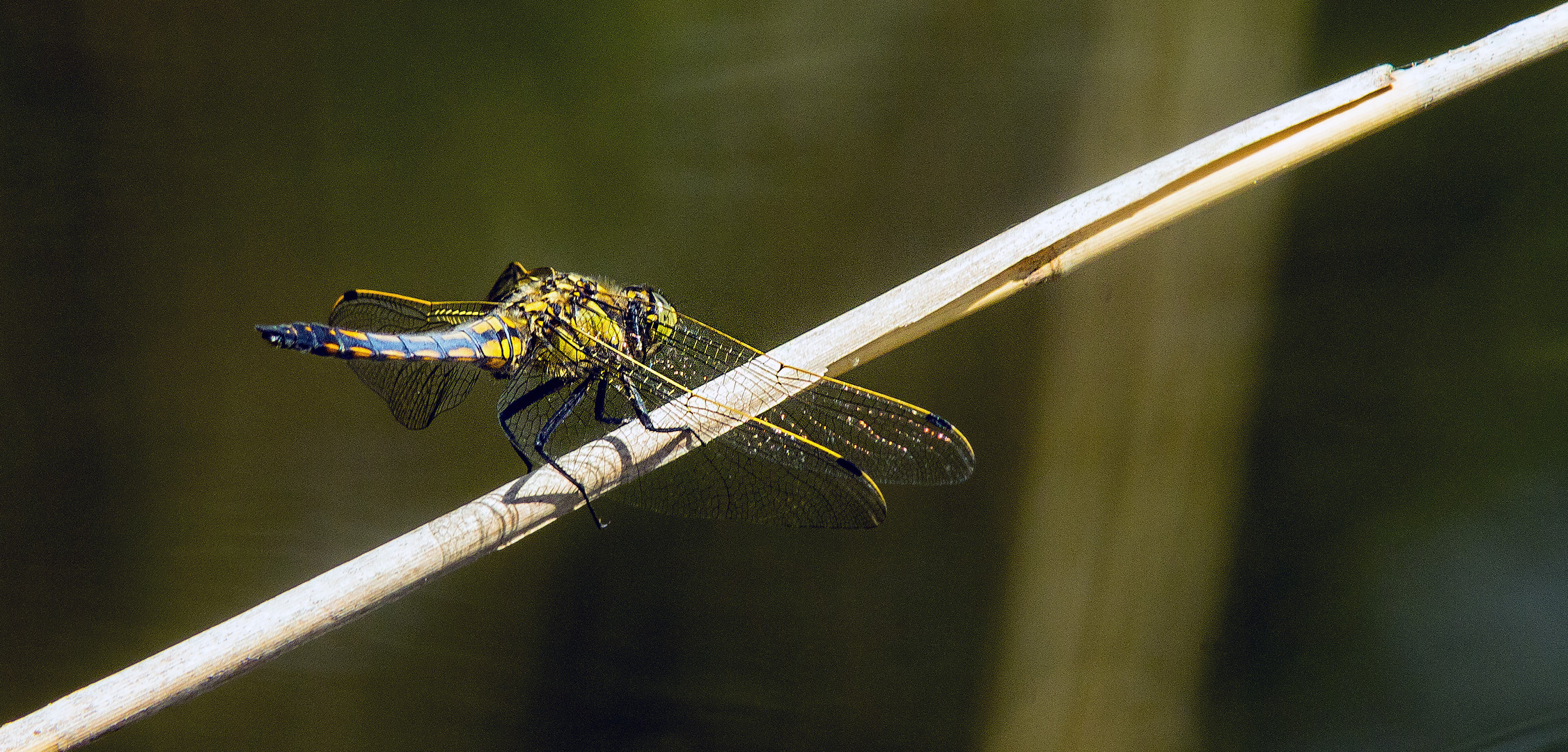 Die "Feuersalamander-Libelle"