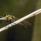 Die "Feuersalamander-Libelle"