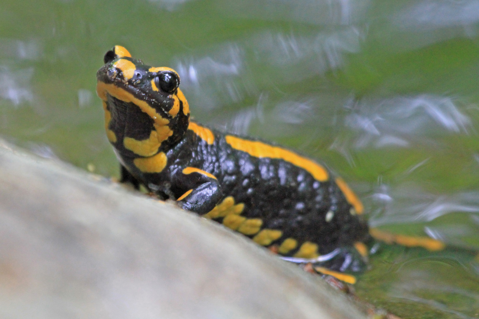 Die Feuersalamander Weibchen.....