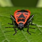 Die Feuerwanze - Pyrrhocoris apterus