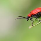 Die Feuerwehr kommt