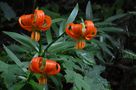 Die feurige Krainer Lilie...Lilium Carniolicum von Kosche Günther 