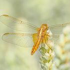 Die Feurige Lady im Kornfeld