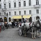 Die Fiaker in Wien