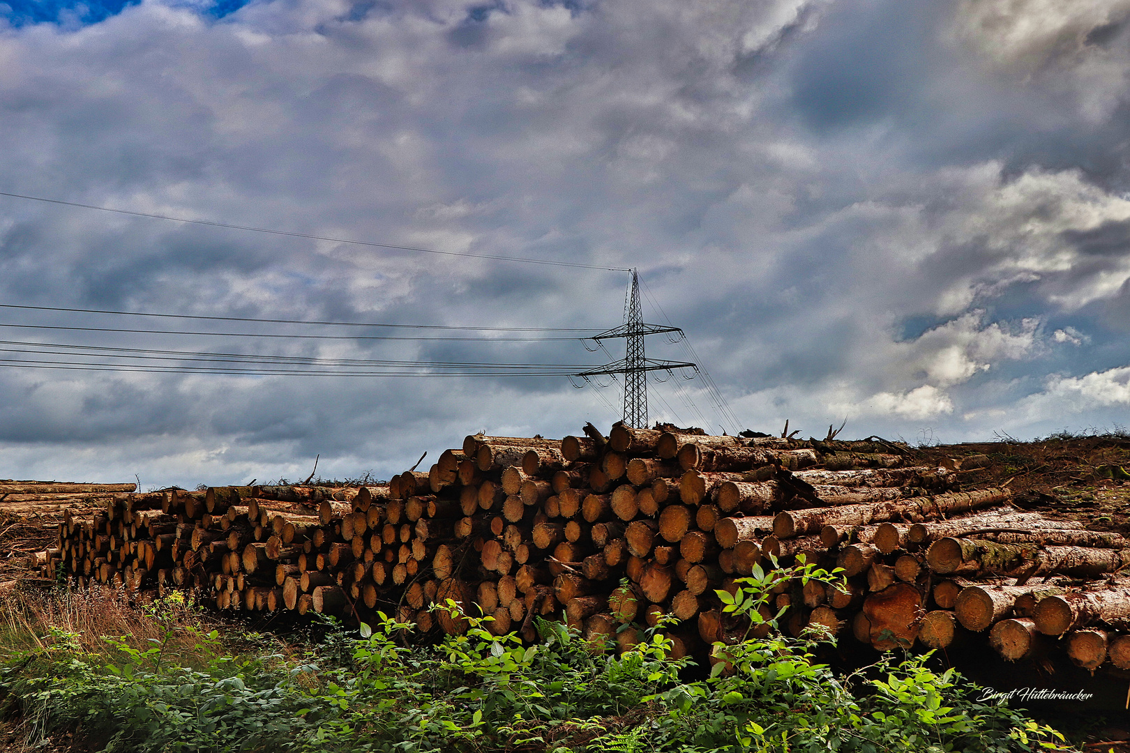 Die Fichtenwälder verschwinden Foto & Bild landschaft, jahreszeiten, wald Bilder auf