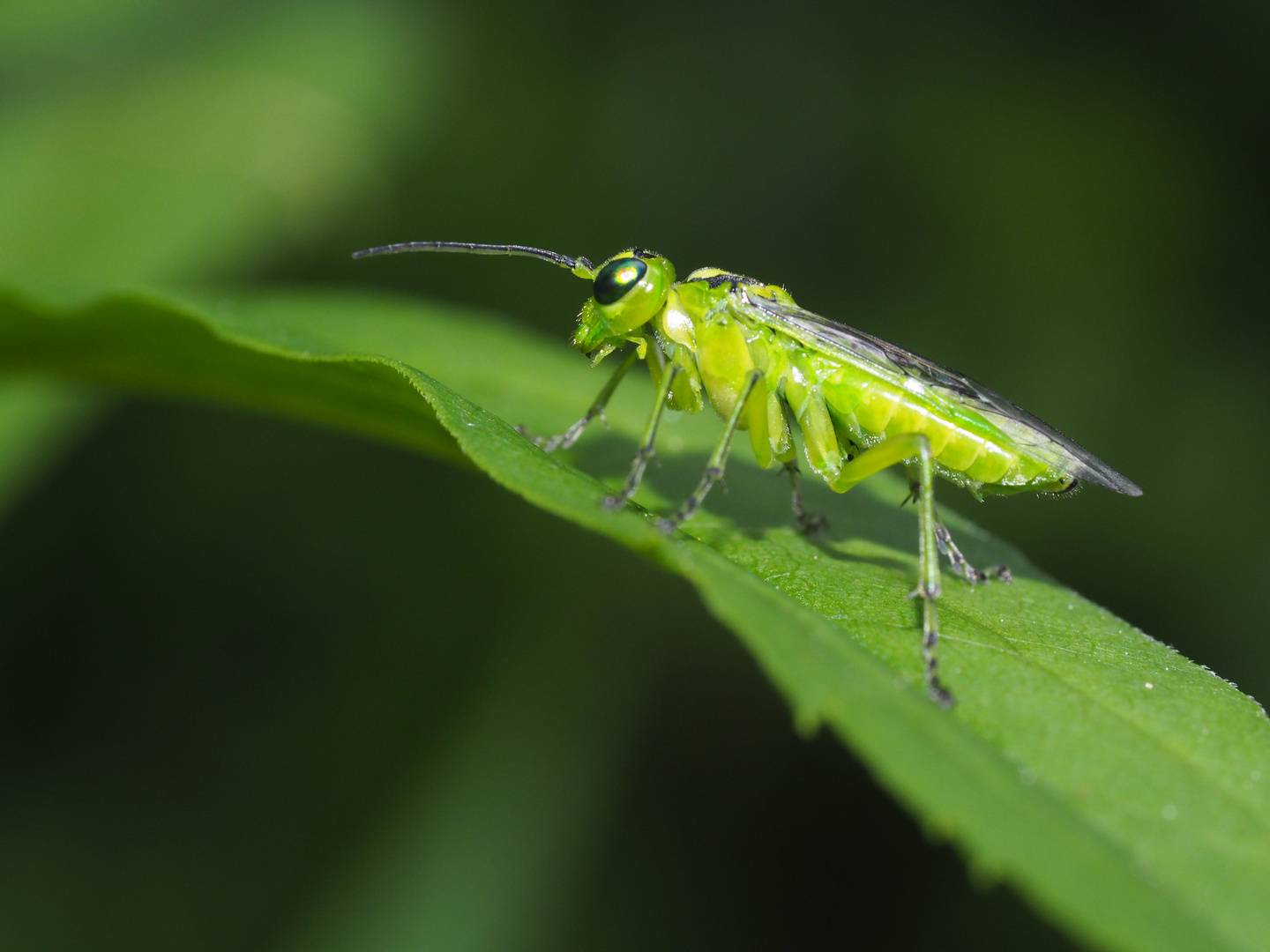 Die filigrane Grüne Blattwespe (Rhogogaster viridis) ...