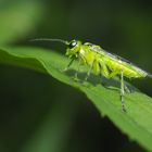 Die filigrane Grüne Blattwespe (Rhogogaster viridis) ...