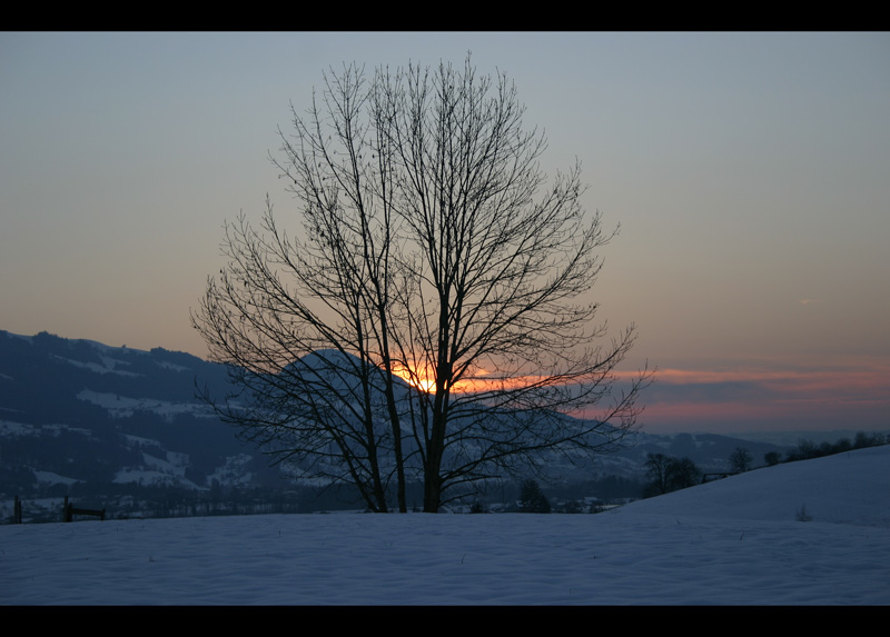 Die filigrane Strauchschönheit in der Abendsonne