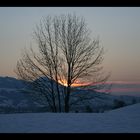 Die filigrane Strauchschönheit in der Abendsonne