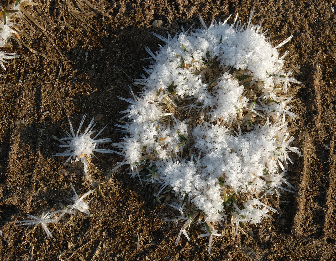 Die filigranen Wunderweke der Natur