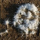 Die filigranen Wunderweke der Natur