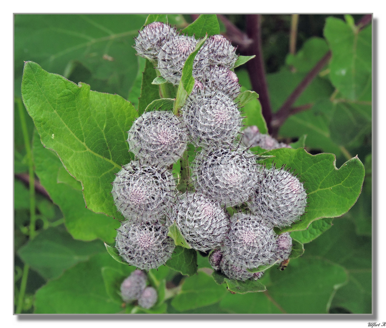 Die Filz-Klette oder Wollkopf-Klette (Arctium tomentosum)