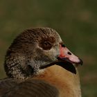 DIe finde ich schöner als die Horn, Buckel oder wie auch immer Gans ...