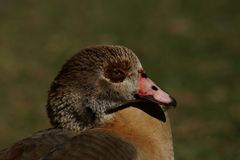 DIe finde ich schöner als die Horn, Buckel oder wie auch immer Gans ...