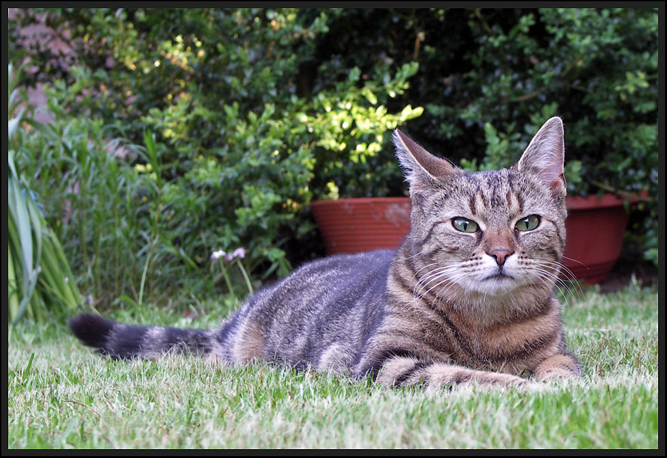 Die Findelkatze ist groß geworden