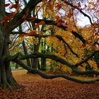 Die Finger des Herbstes sind überall