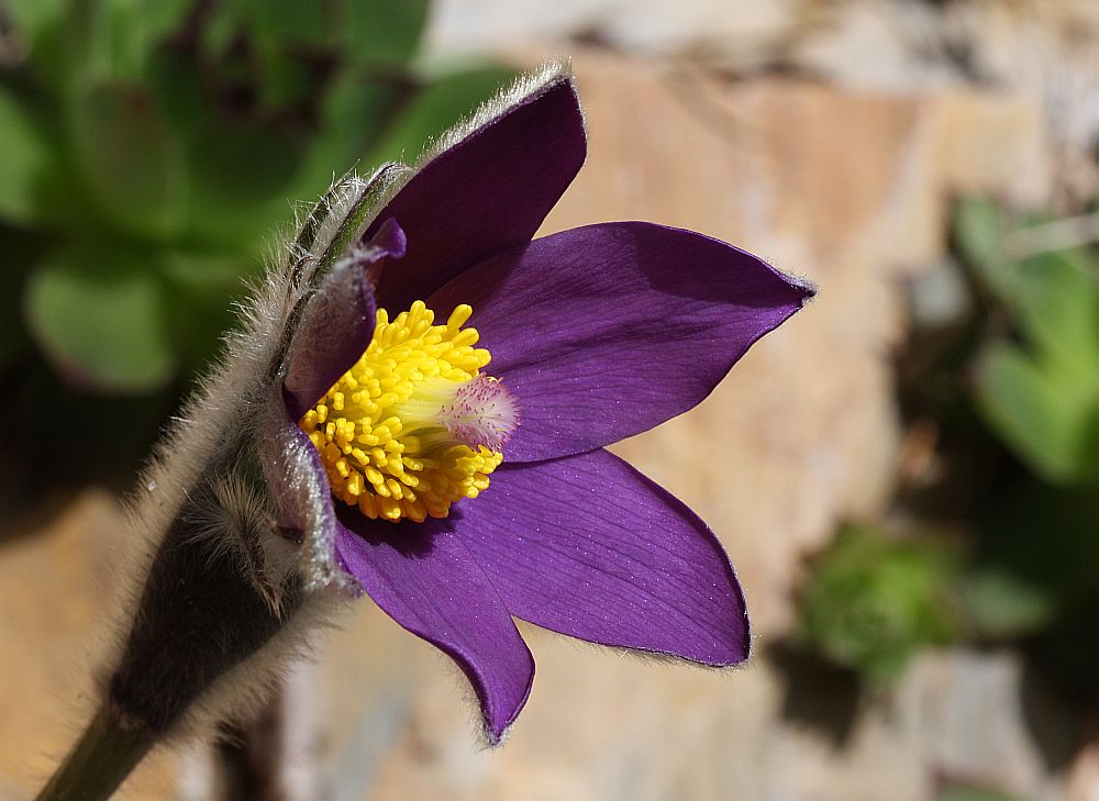 Die Finger-Kuhschelle (Pulsatilla patens)...