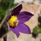 Die Finger-Kuhschelle (Pulsatilla patens)...